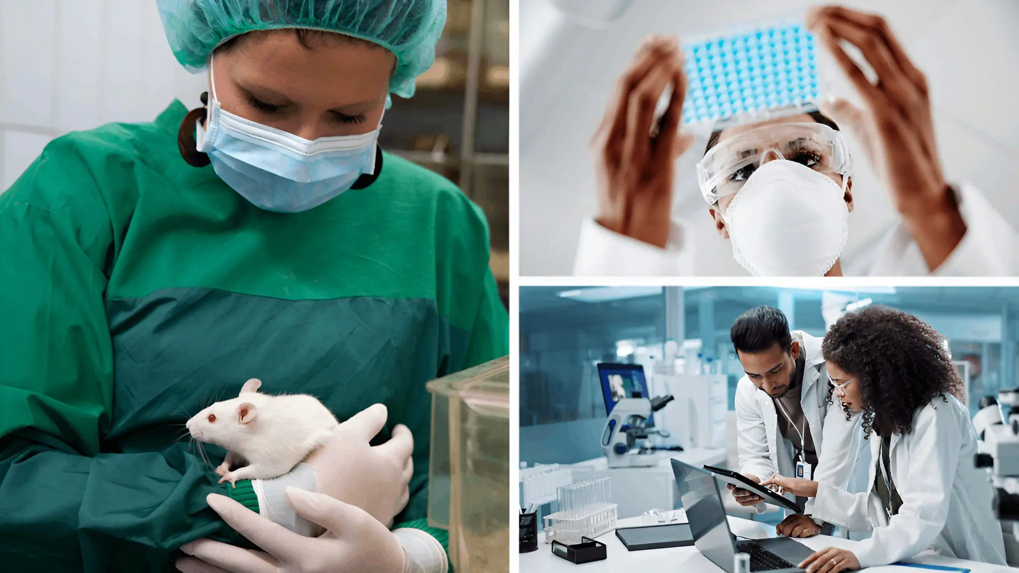 Scientists in a lab, one holding a white rat, another examining a microplate, and two others discussing at a computer.